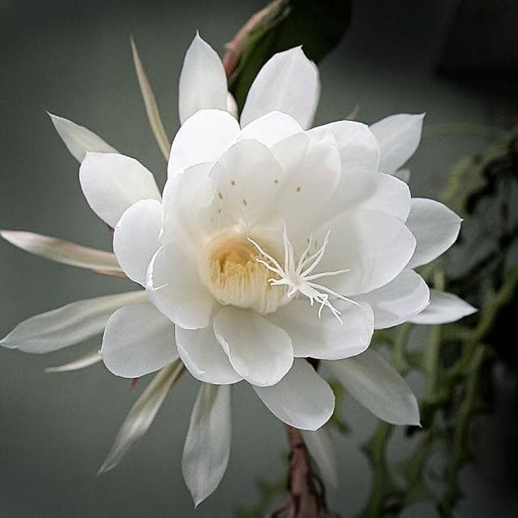 kadupul flower