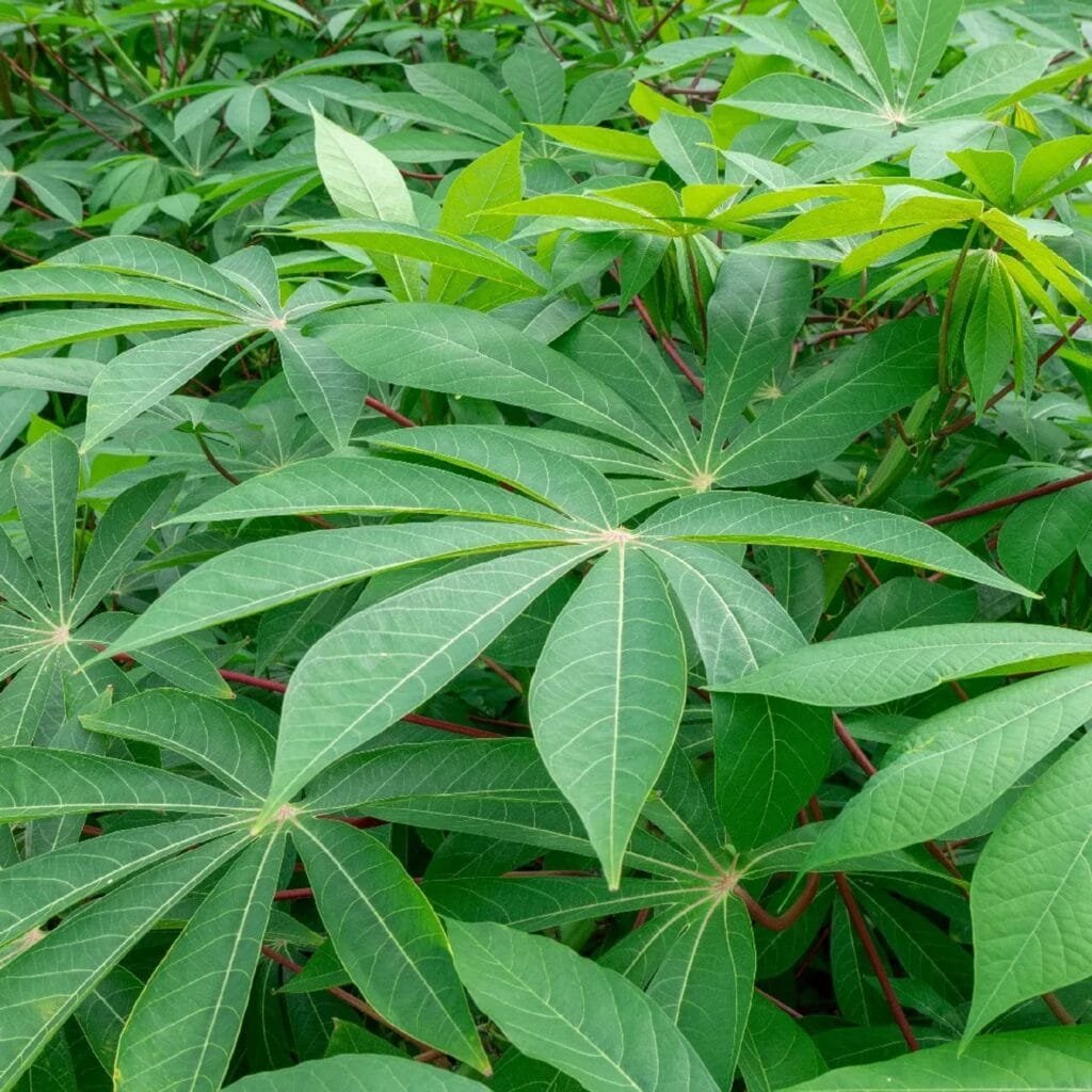 tapioca plant