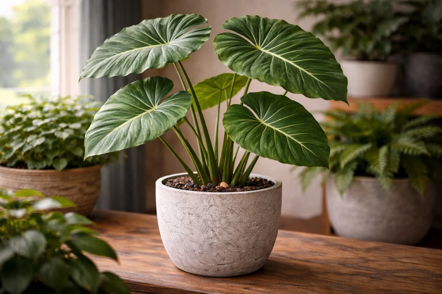 elephant ear plant