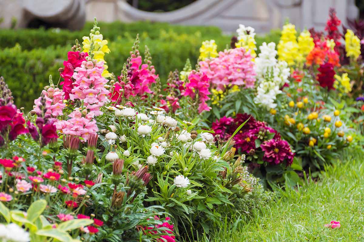 Dragon Flower: The Complete Guide to Growing and Caring for Snapdragons