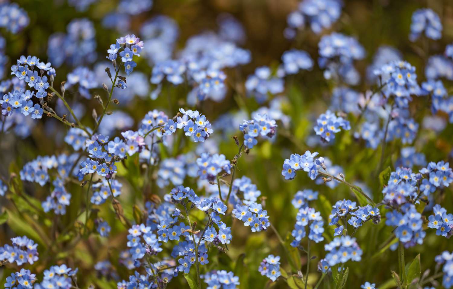 Forget-Me-Not Flower Seeds Guide: Planting, Growing, and Care