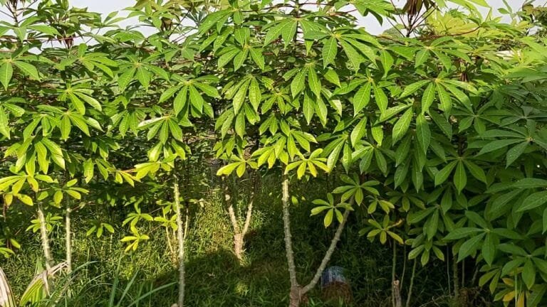 Tapioca Plant: What It Is, How to Grow It, and Everything In Between ...