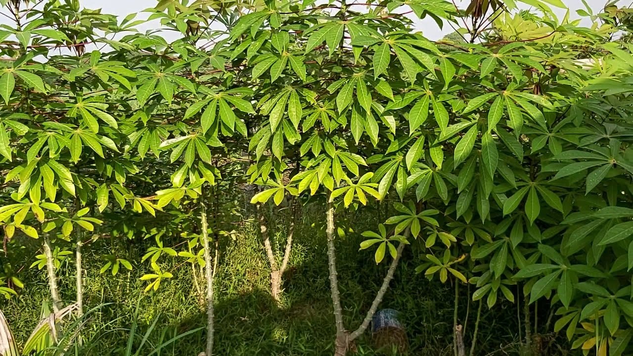 Tapioca Plant: What It Is, How to Grow It, and Everything In Between