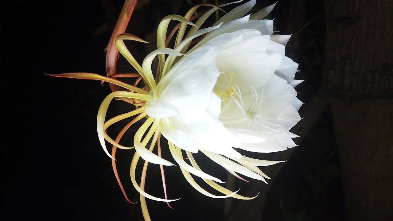 Kadupul Flower Plant: Everything You Need to Know (Even If You’re New to Plants)