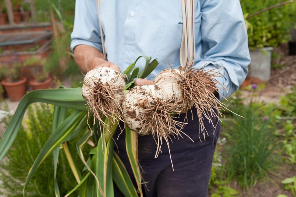 elephant garlic plant