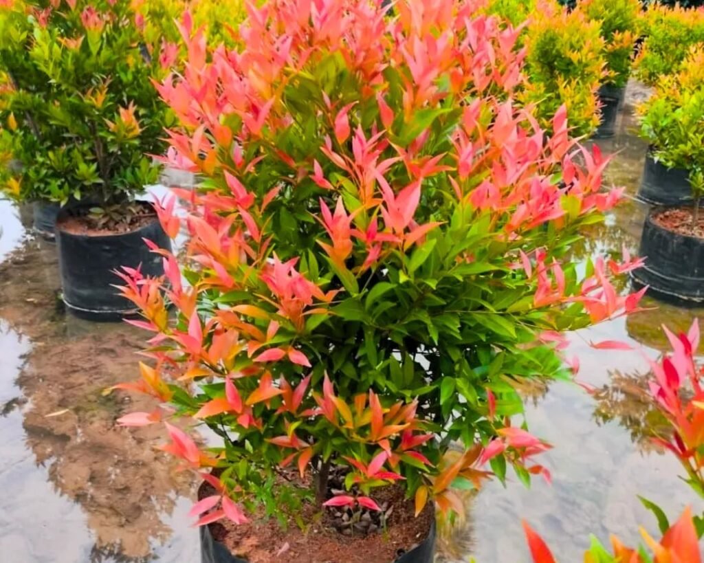 eugenia plant