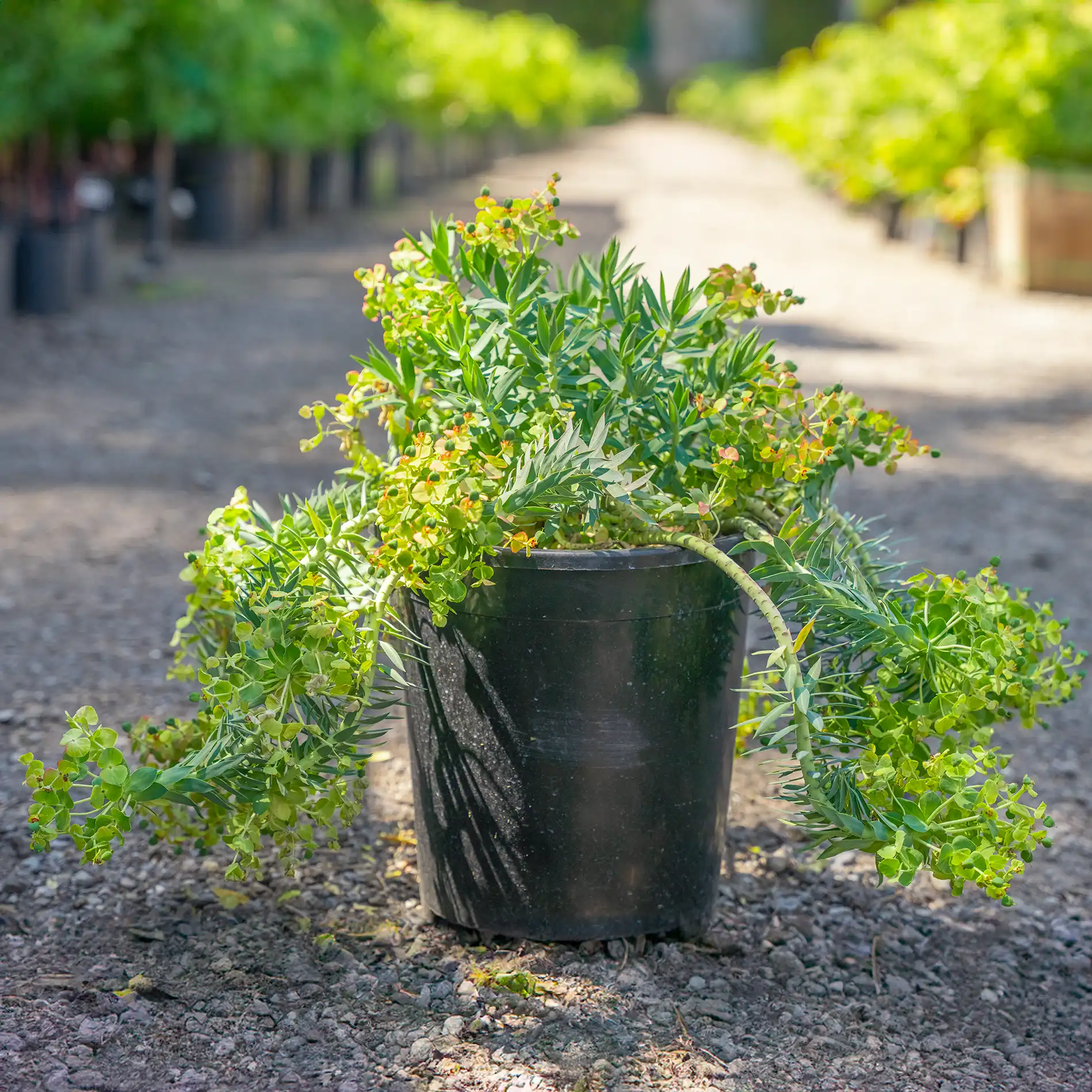 gopher plant
