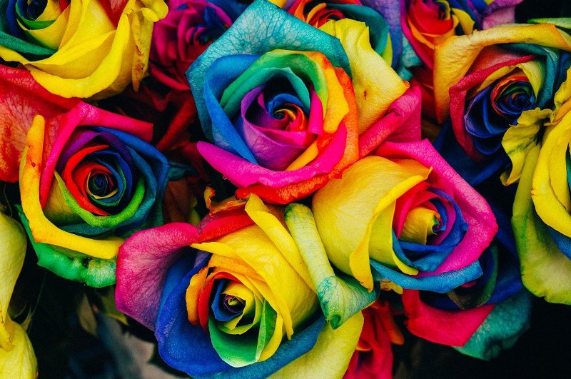 rainbow rose plant