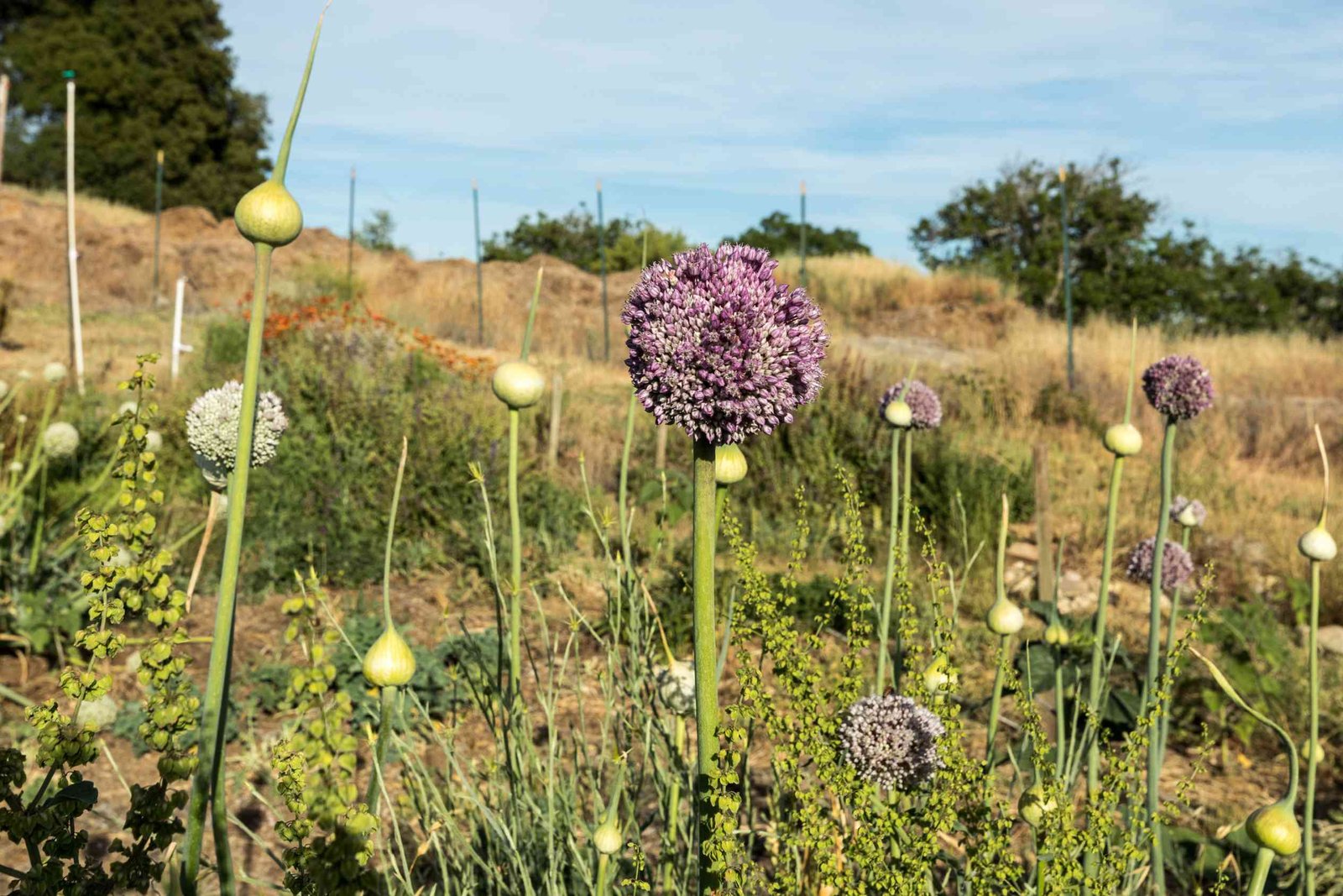 Elephant Garlic Plant: How to Grow It (Full Guide)