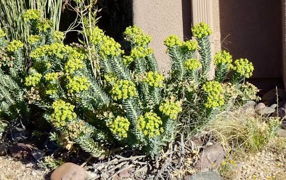 Gopher Plant Care: How to Grow Euphorbia Rigida
