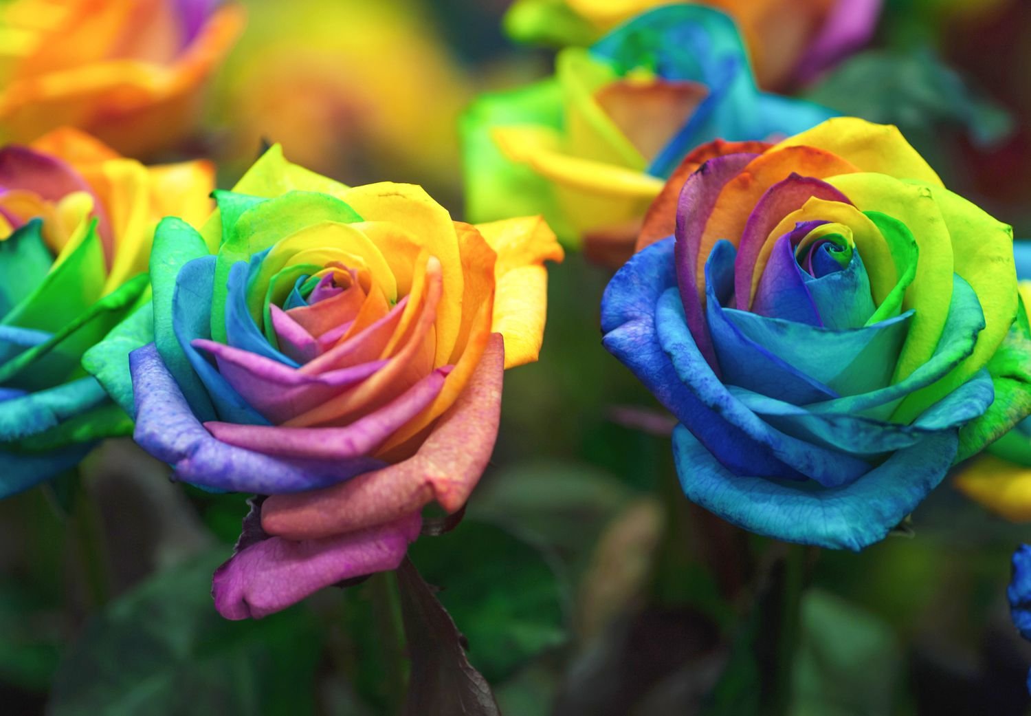 Rainbow rose plant: what it is and how it’s made