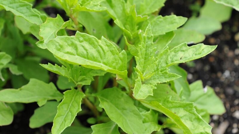 Epazote: how to grow this pungent Mexican herb