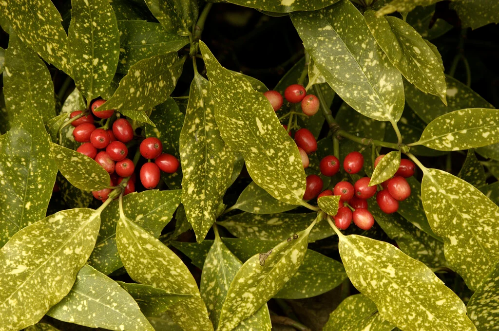 Gold Dust Plant Care: A Complete Growing Guide