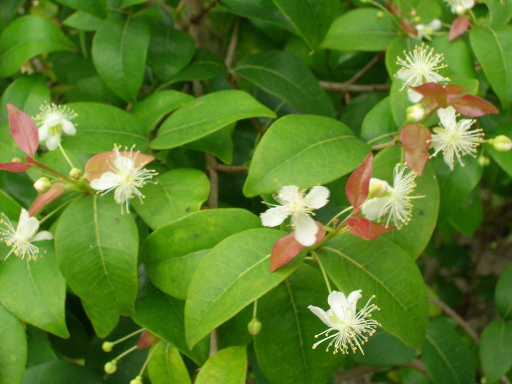 Eugenia Plant Care: Light, Water & Pruning Guide