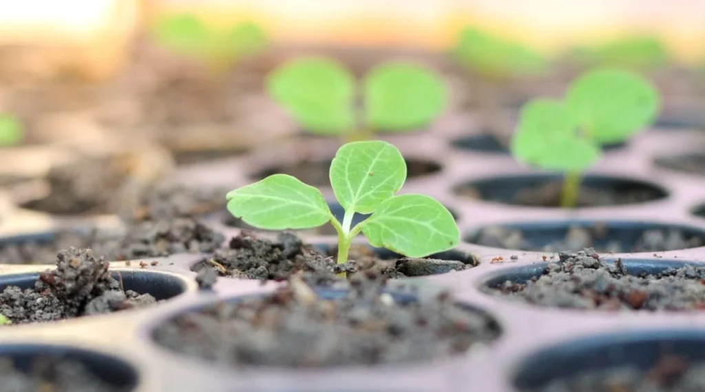 when to plant hollyhock seeds