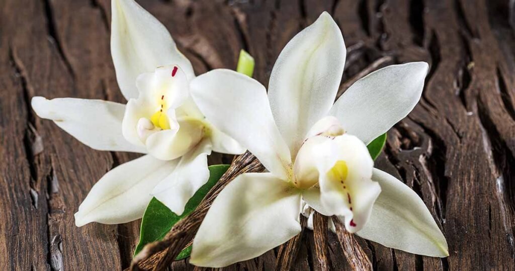 vanilla orchid plant