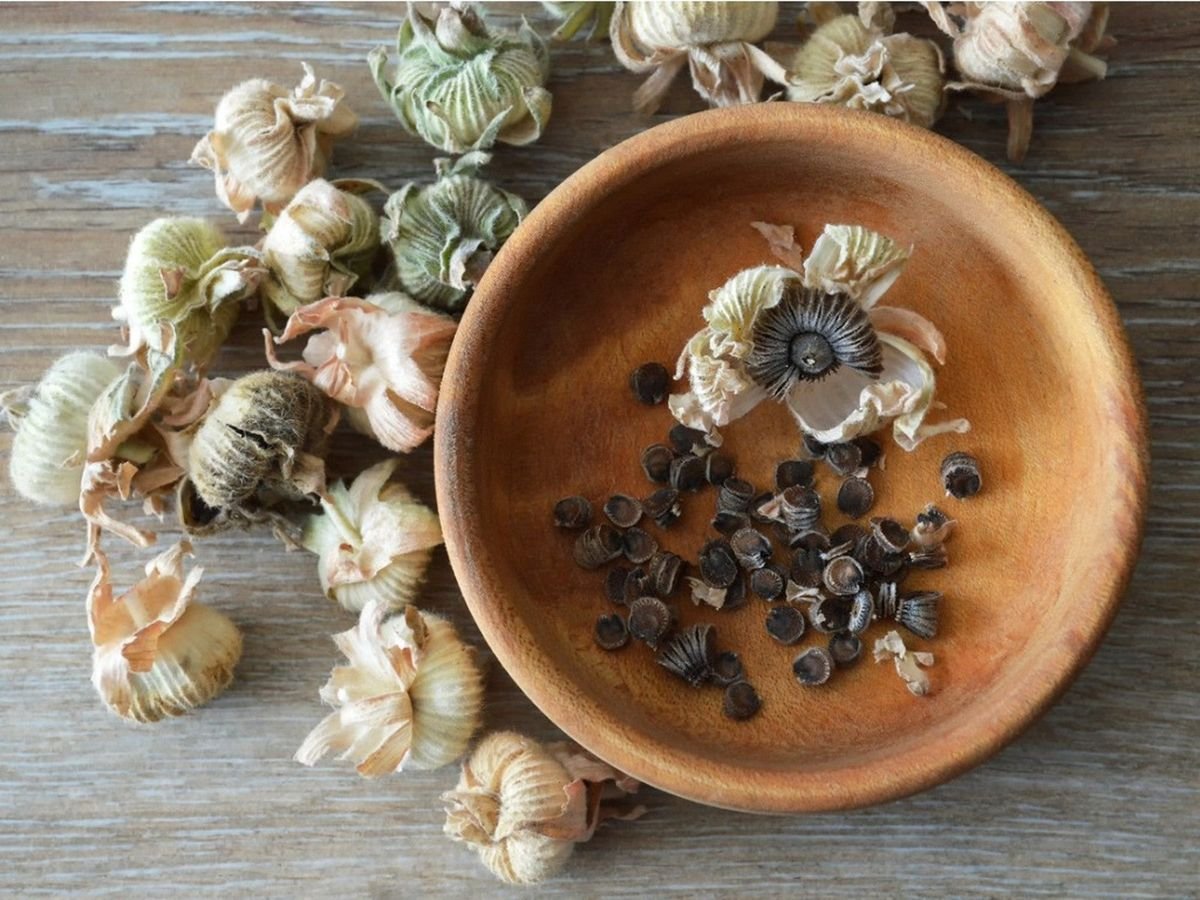 When to plant hollyhock seeds: a step-by-step guide