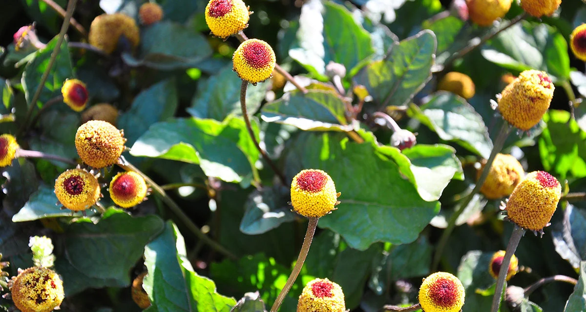 Spilanthes plant: how to grow the toothache plant
