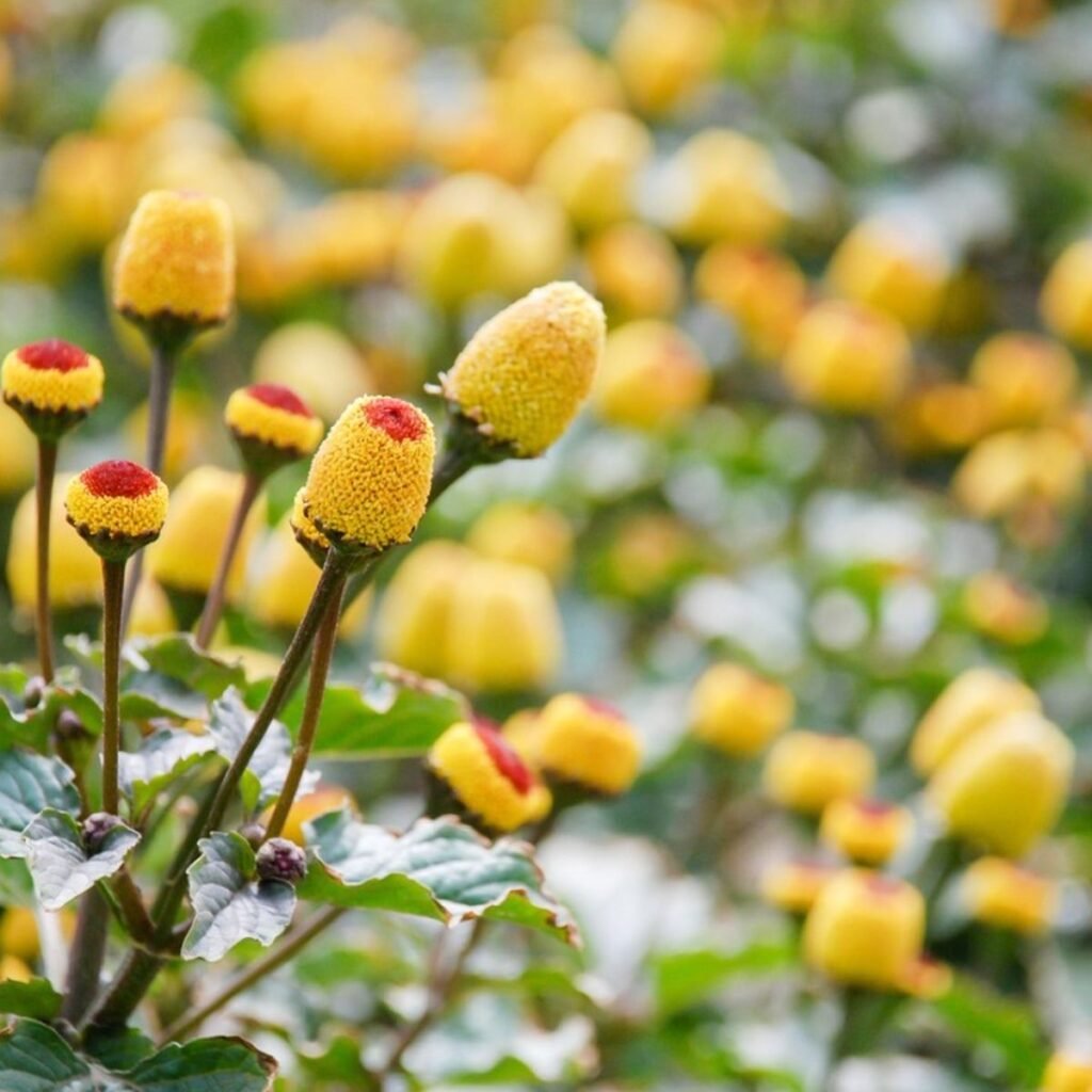 spilanthes plant