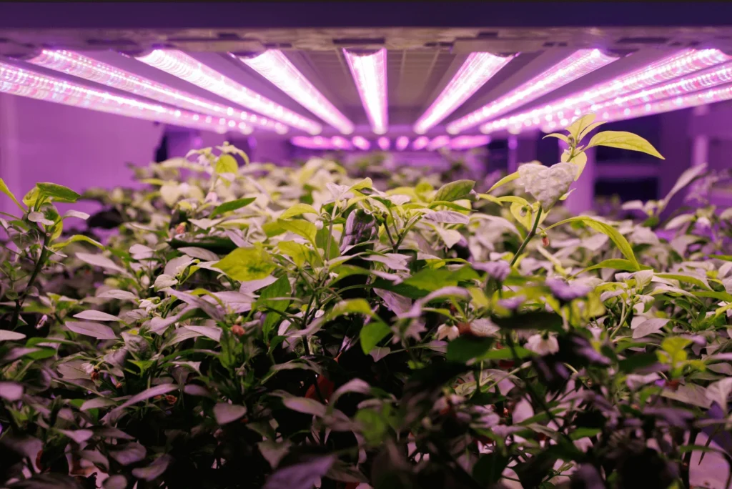 uv lamp for plants