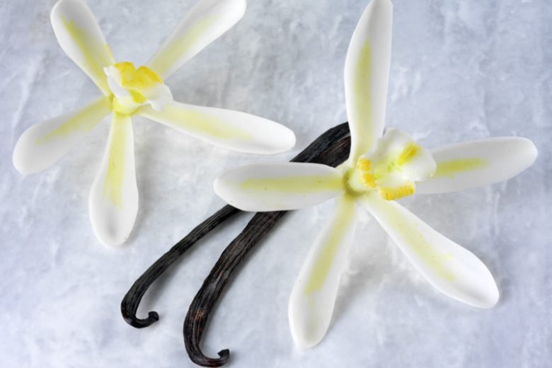 Vanilla Orchid Plant Care: A Complete Growing Guide