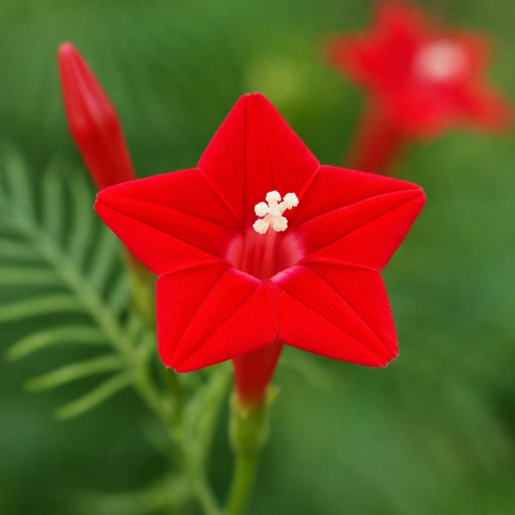 cypress vine plant