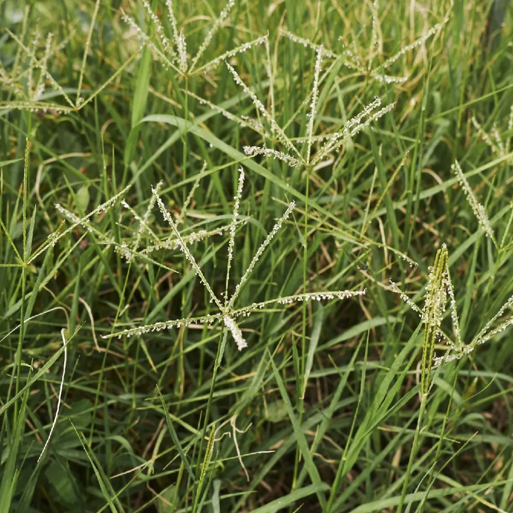 couch grass plant