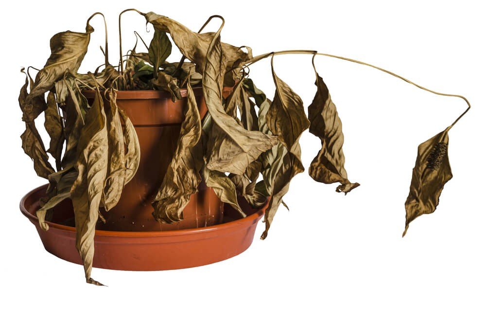 dead plant