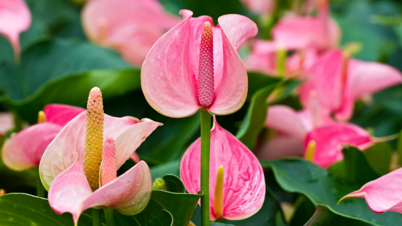 flamingo flower plant
