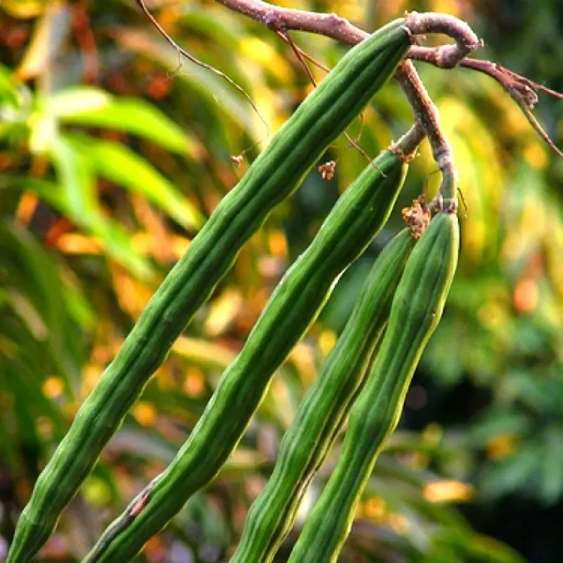 drumstick plant
