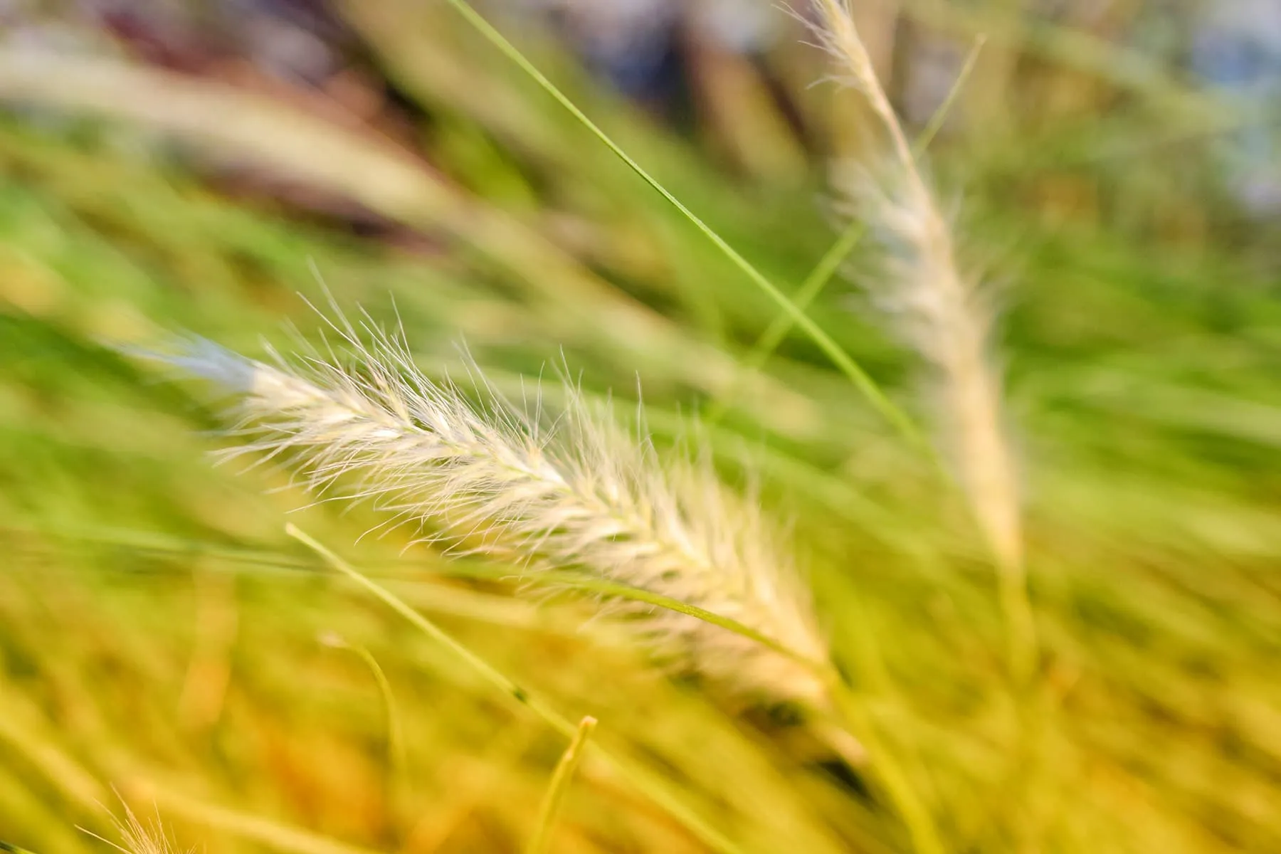 fox tail plant