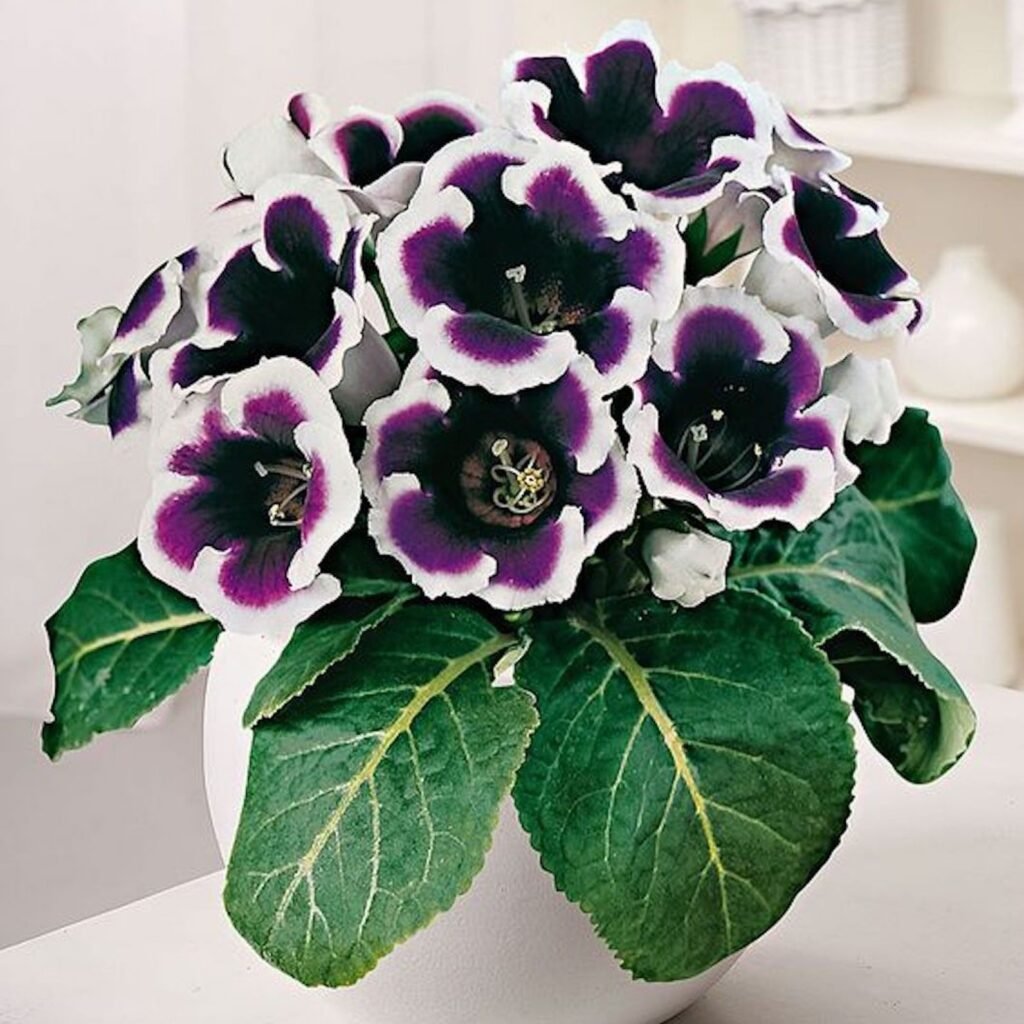 gloxinia plant