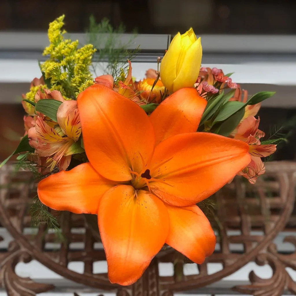 ember lily plant