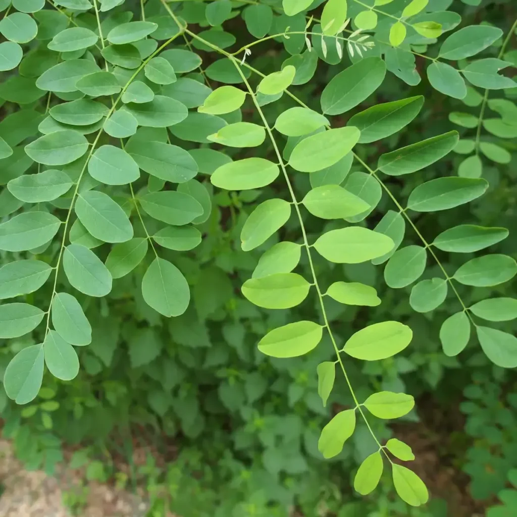 drumstick plant leaves