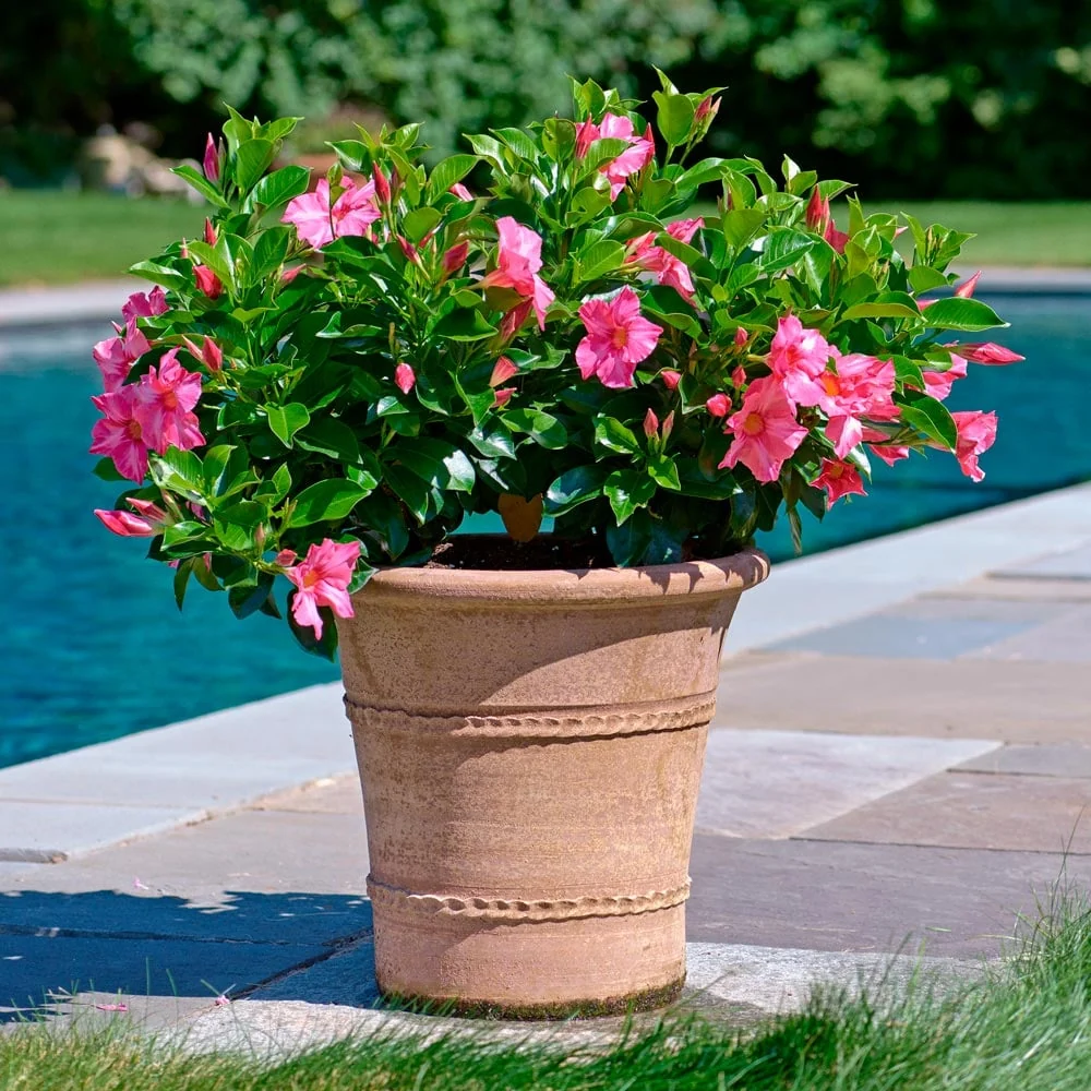 dipladenia planting