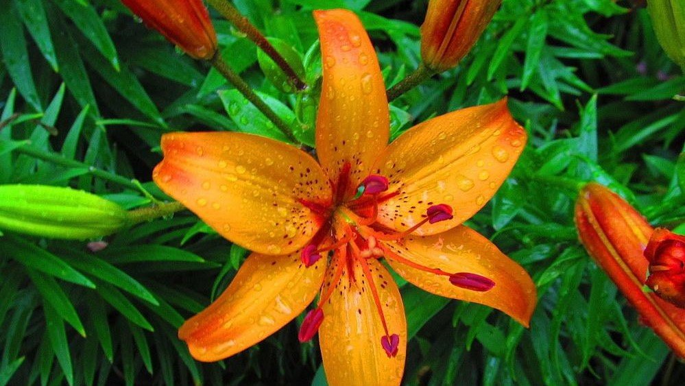 ember lily plant