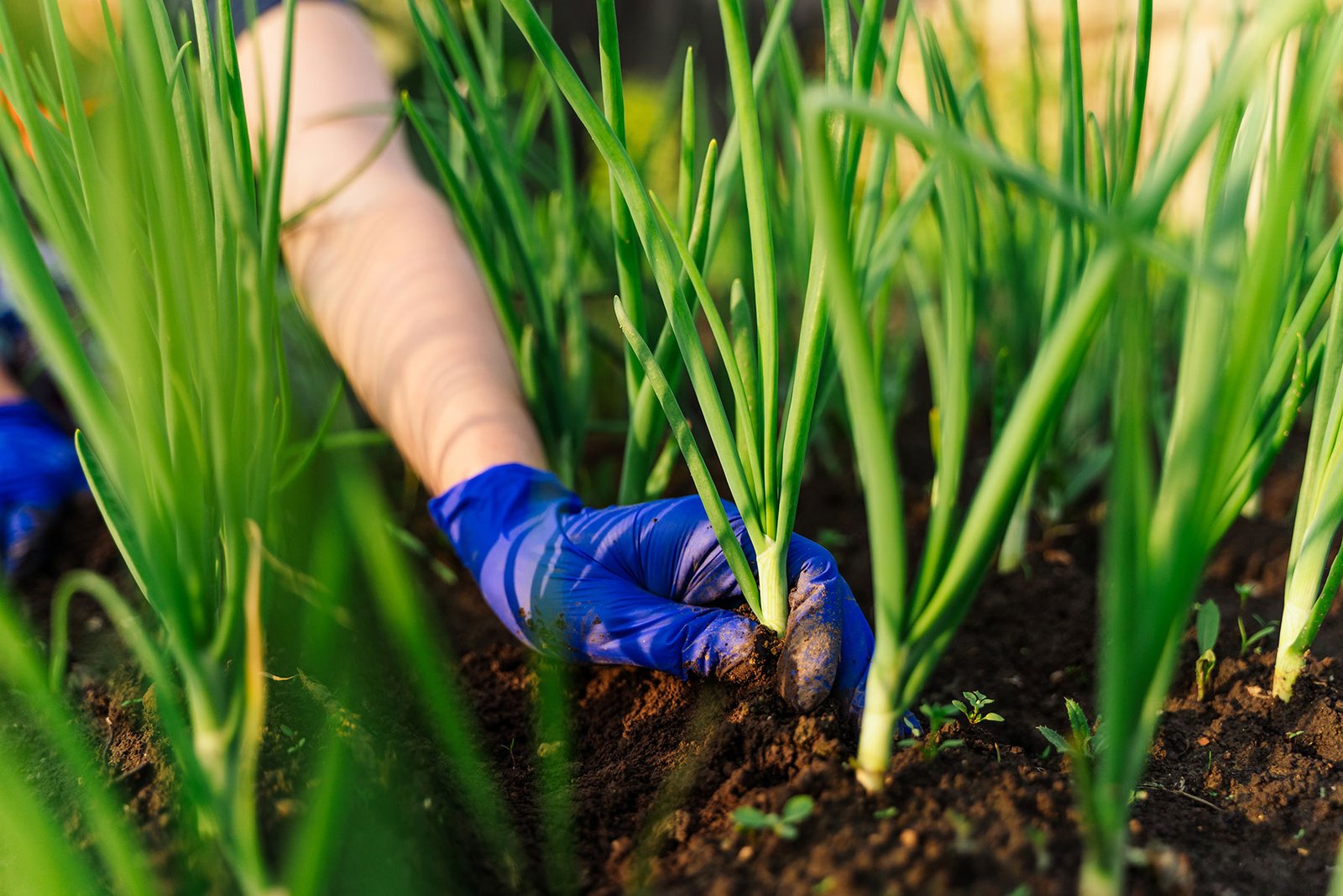 fast growing plants