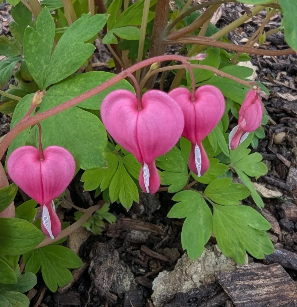 dicentra plant