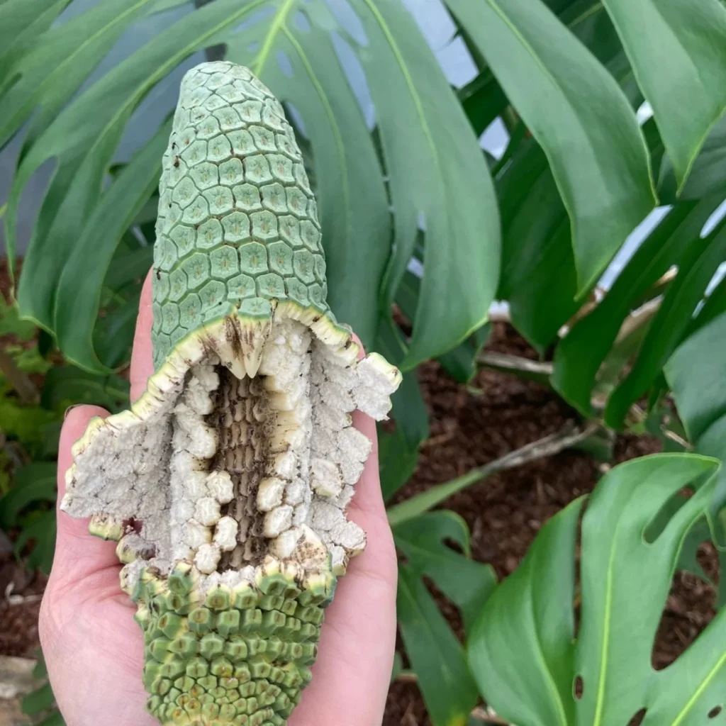 fruit salad plant fruit