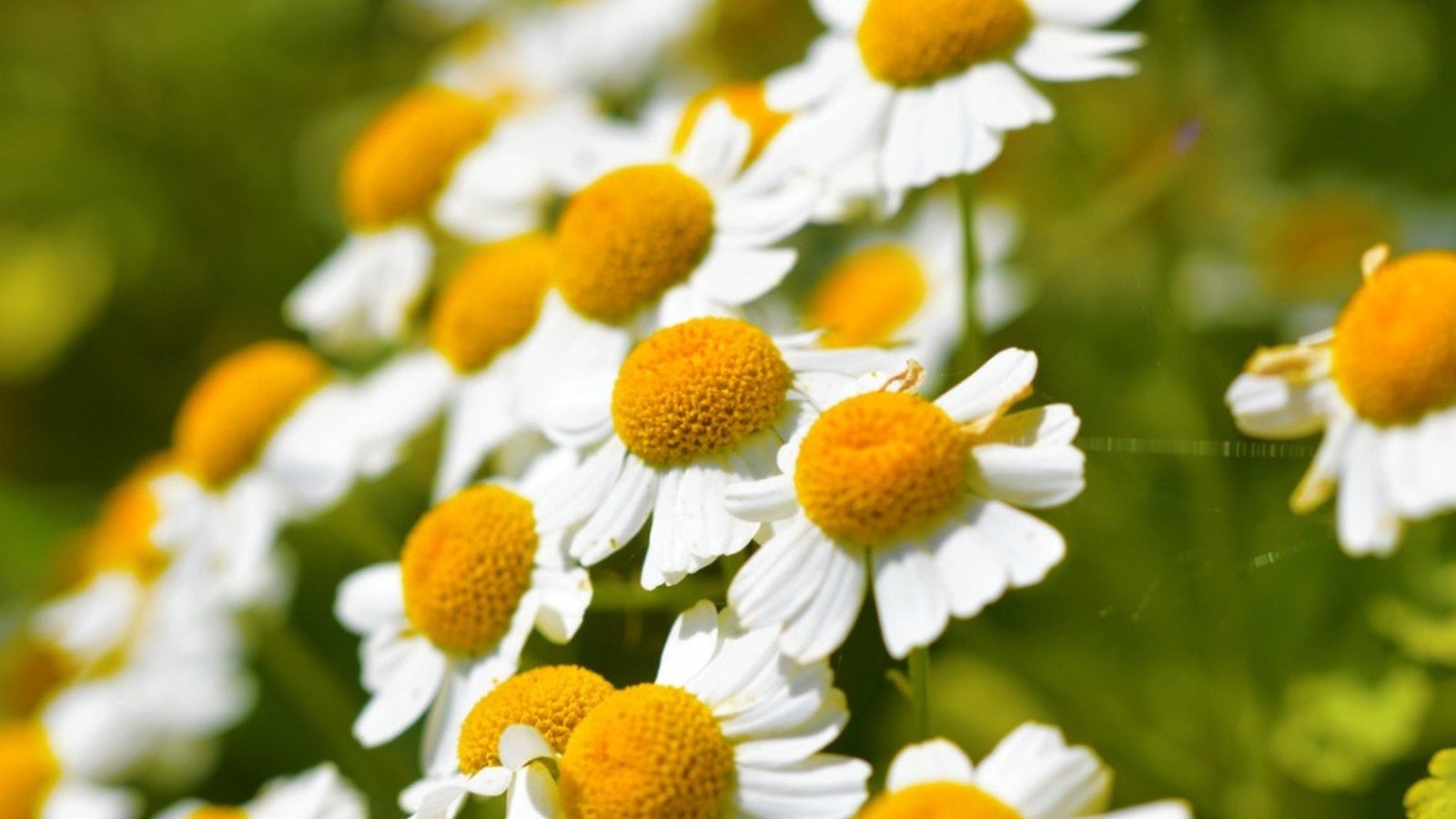 feverfew plant