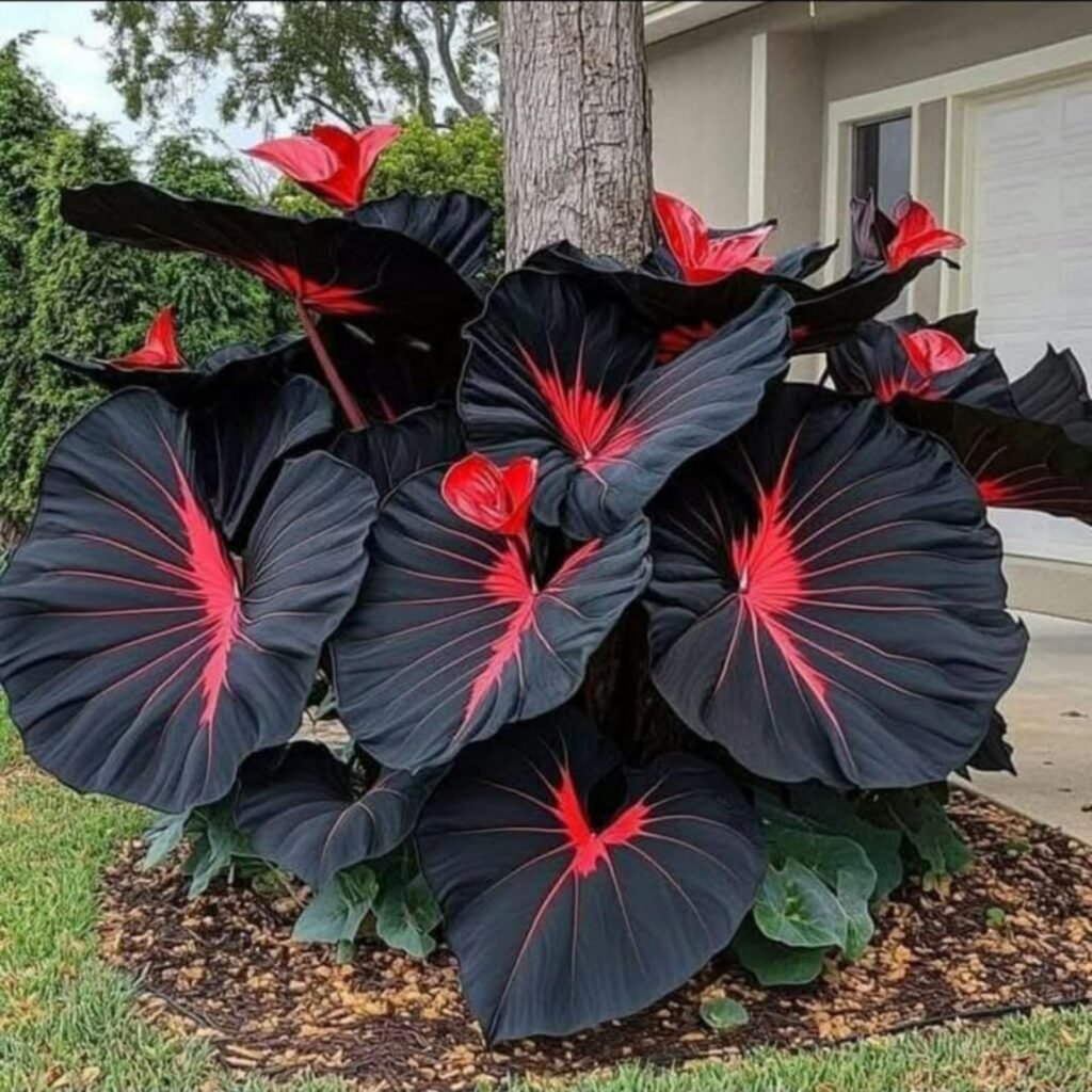 elephant ear plant flower