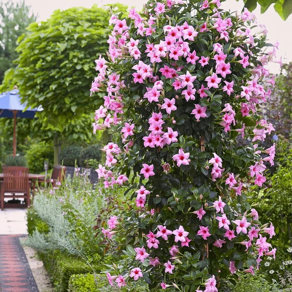 dipladenia planten