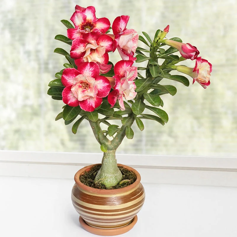 desert rose plant care