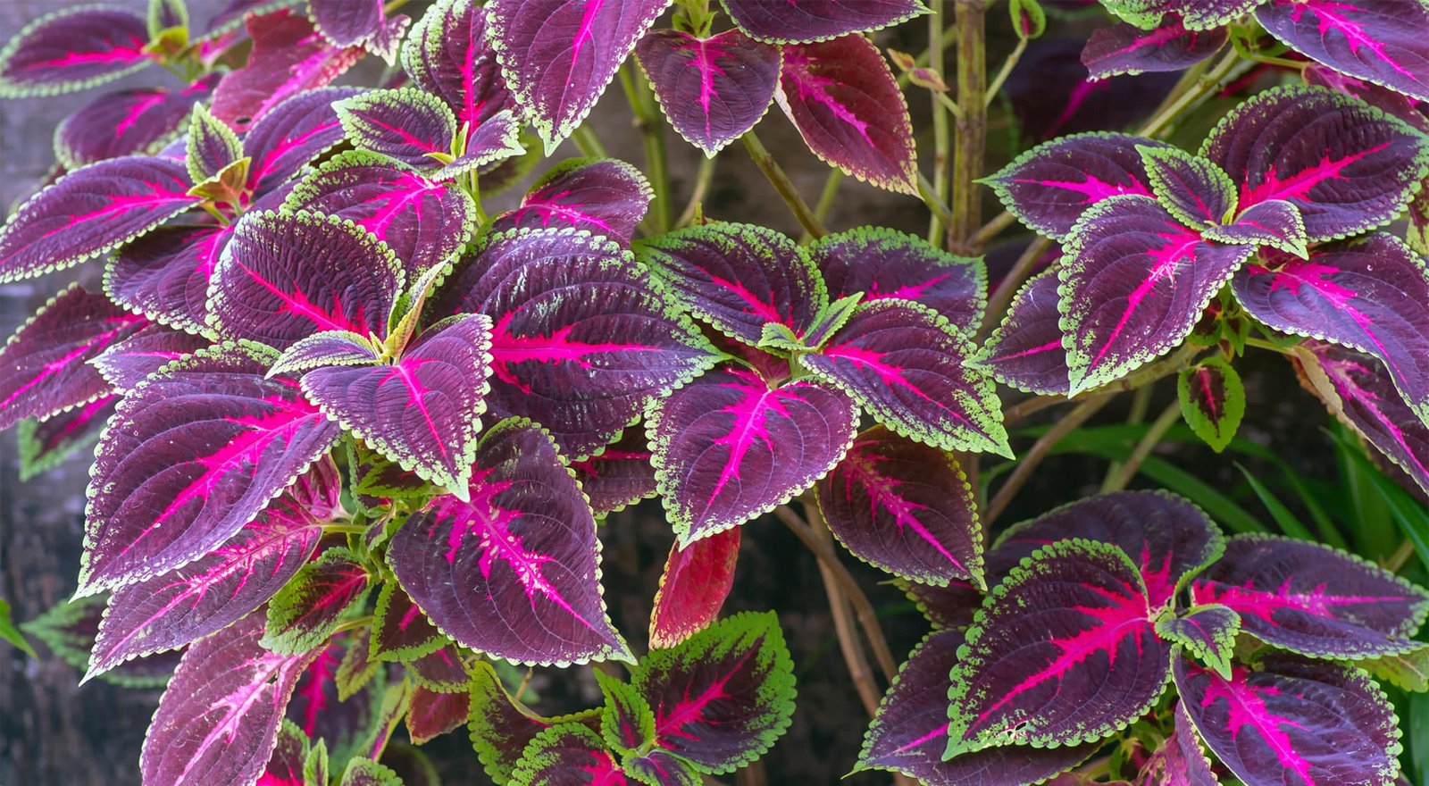 foliage plant