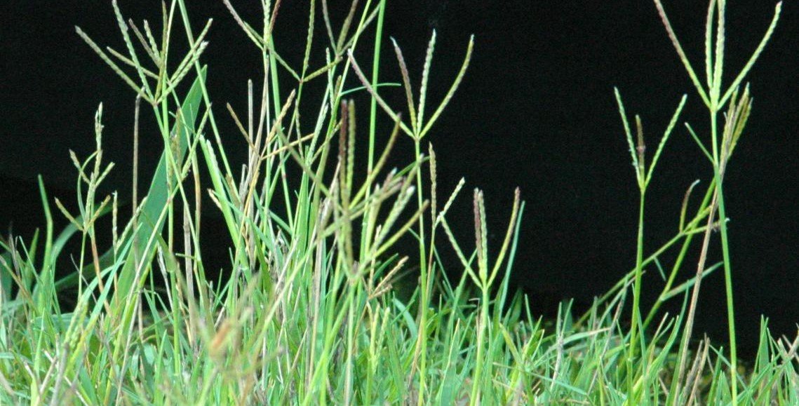 couch grass plant