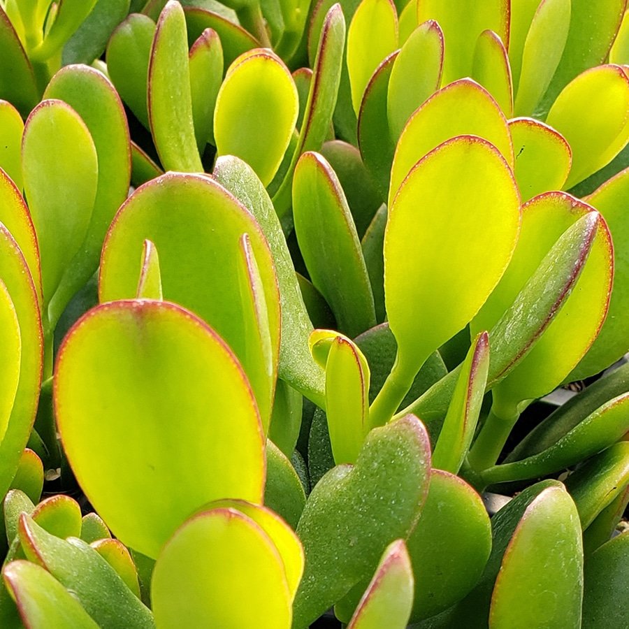 crassula argentea plant