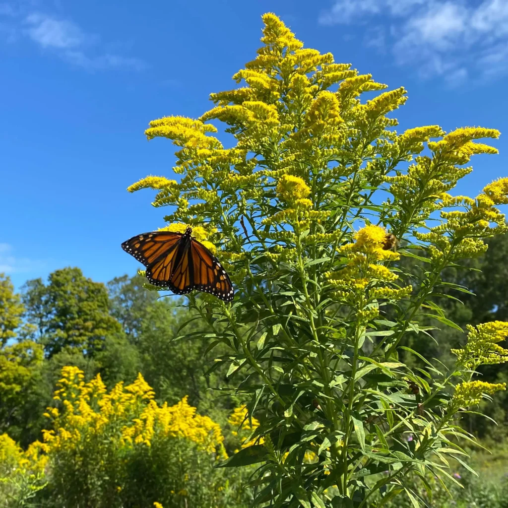 golden rod plant