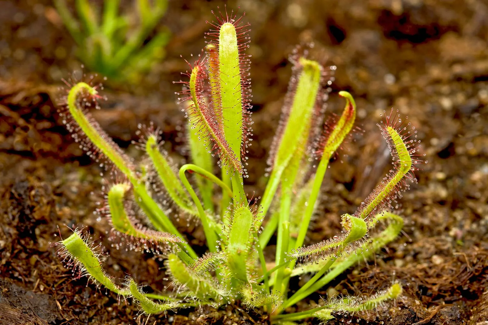 drosera plant