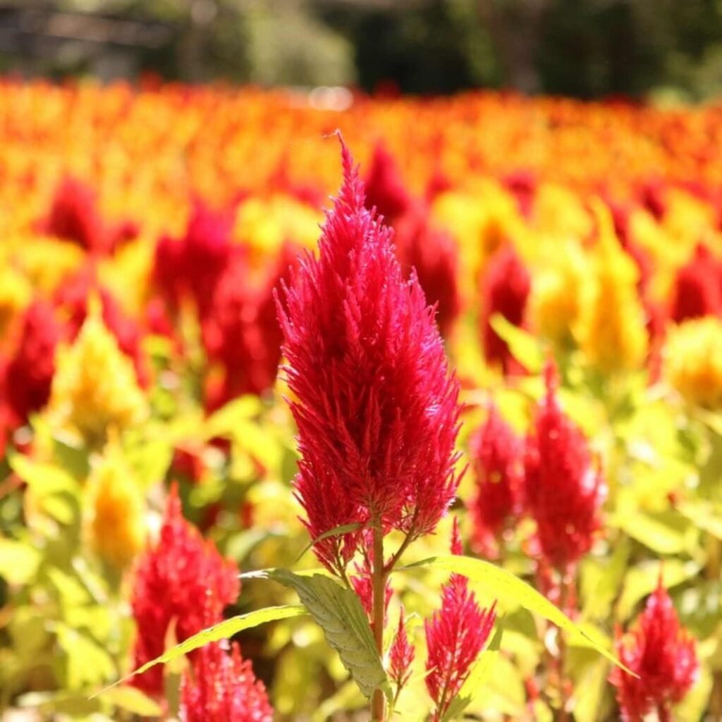 fire plant