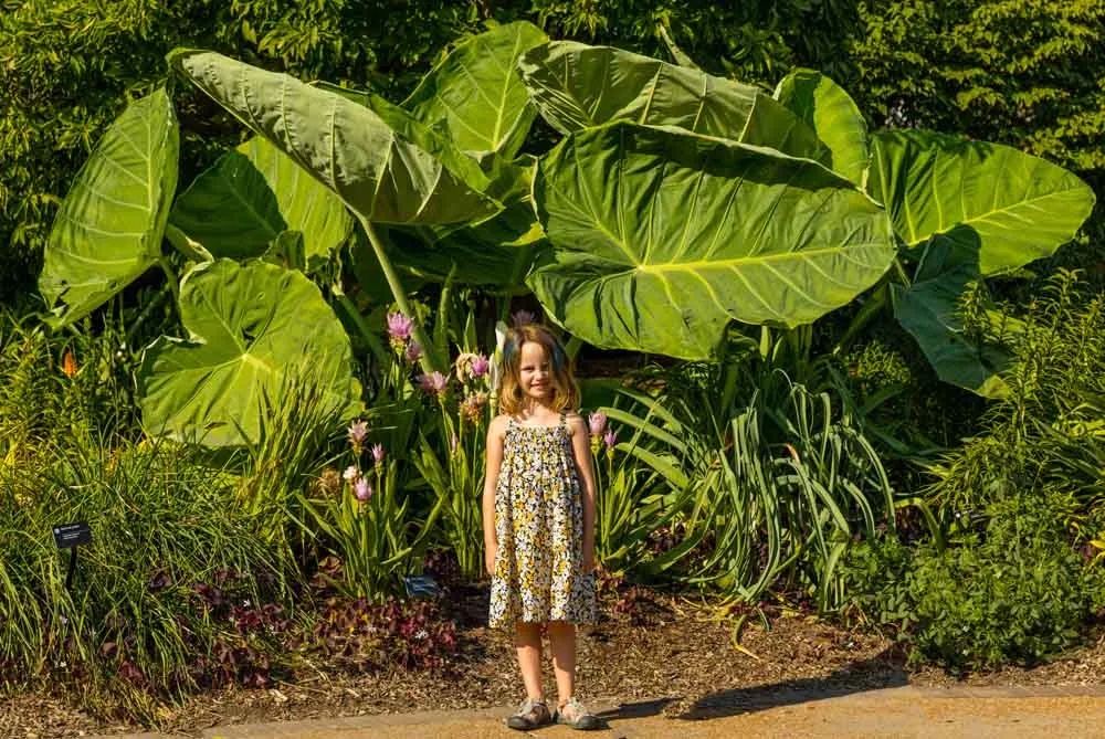 giant elephant ear plant